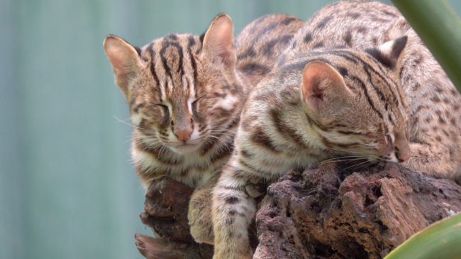 和泰集團「台灣原生動物守護計畫」五年里程碑記者會 保育本土珍稀石虎 守護台灣生物多樣性